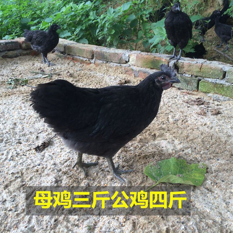 可孵化蛋土鸡种蛋受精蛋五黑一绿鸡种蛋孵化20枚包邮黑凤乌