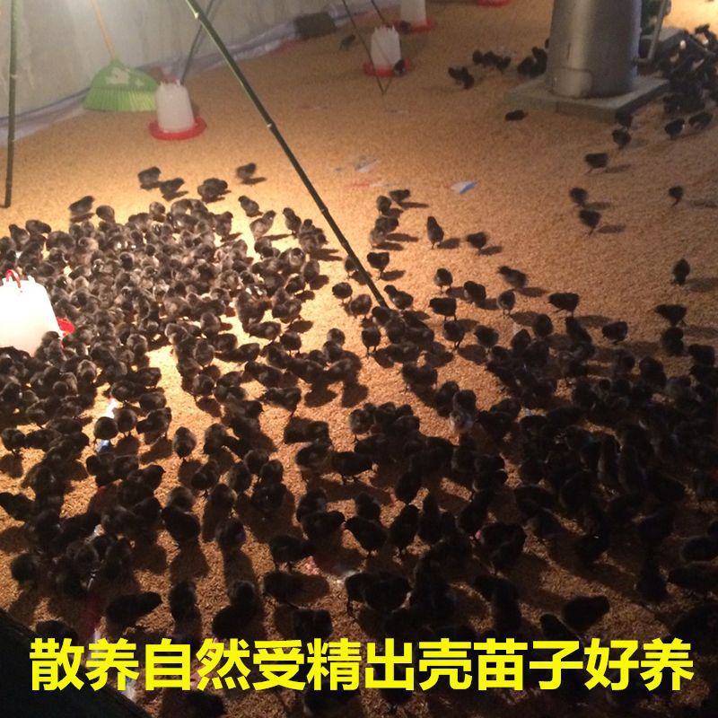 可孵化蛋土鸡种蛋受精蛋五黑一绿鸡种蛋孵化20枚包邮黑凤乌