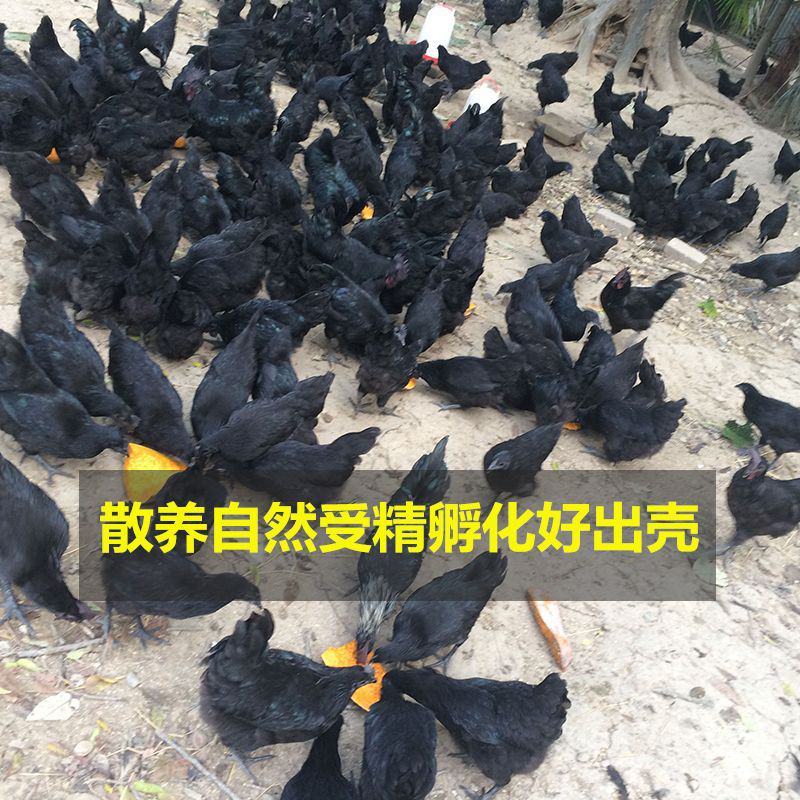 可孵化蛋土鸡种蛋受精蛋五黑一绿鸡种蛋孵化20枚包邮黑凤乌