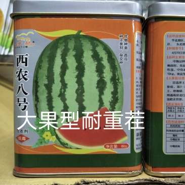 西农八号懒汉西瓜种子易管理含糖14度亩产14000斤皮薄