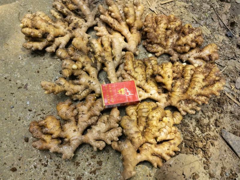贵州高原精品生姜，让你拿到真正的一手货源