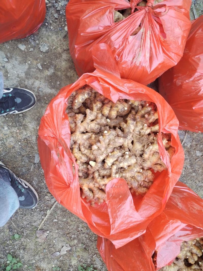 贵州高原精品生姜，让你拿到真正的一手货源