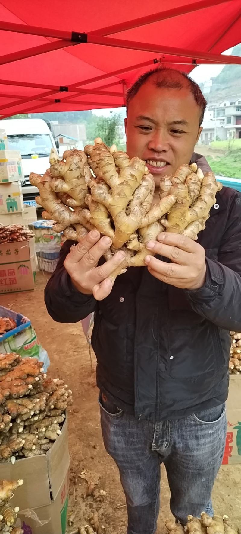 贵州高原精品生姜，让你拿到真正的一手货源