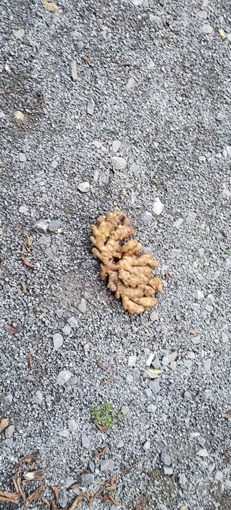 贵州高原精品生姜，让你拿到真正的一手货源