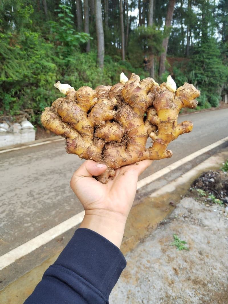 贵州高原精品生姜，让你拿到真正的一手货源