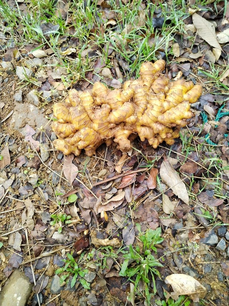 贵州高原精品生姜，让你拿到真正的一手货源