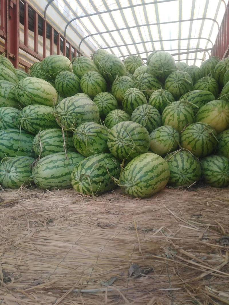 西农八号懒汉西瓜种子易管理含糖14度亩产14000斤皮薄