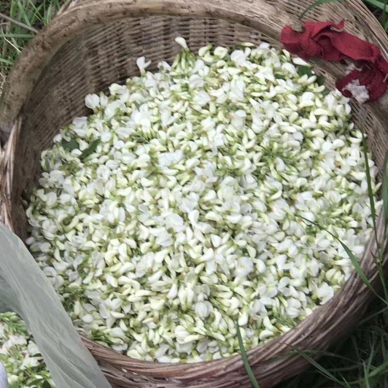 杨槐花天然野生槐花花苞花骨朵槐花
