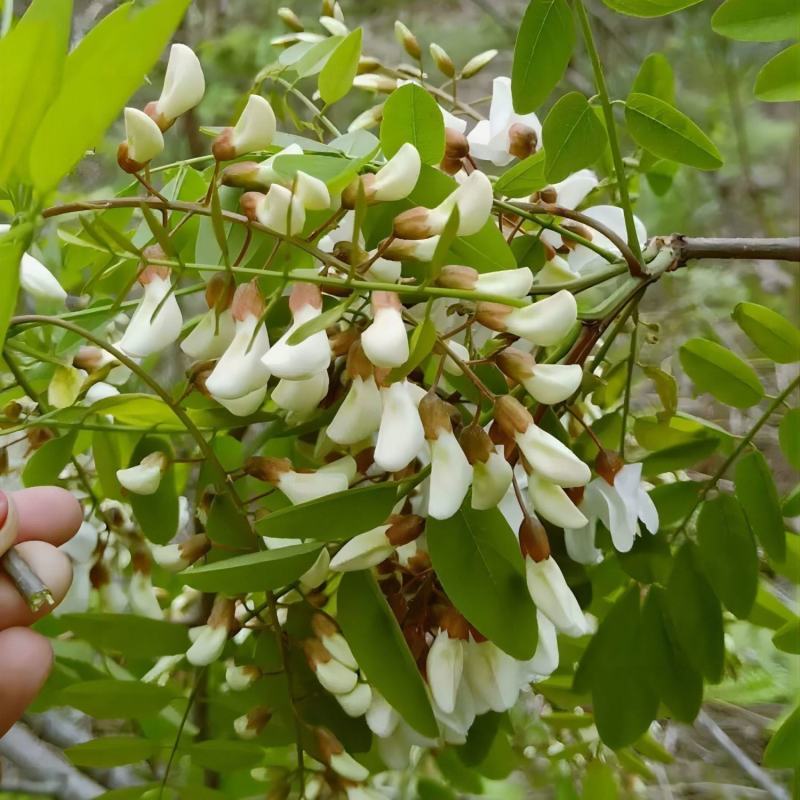 杨槐花天然野生槐花花苞花骨朵槐花
