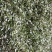 杨槐花天然野生槐花花苞花骨朵槐花
