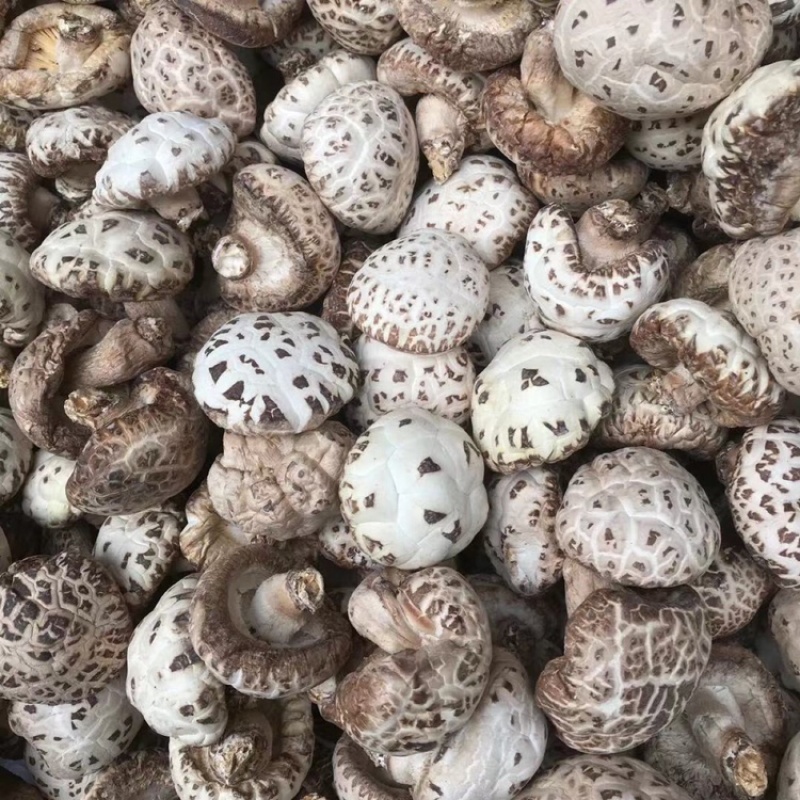 泌阳花菇带腿白花菇，原产地发货，量大从优