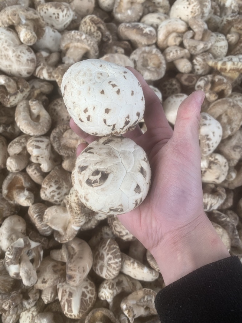 泌阳花菇带腿白花菇，原产地发货，量大从优