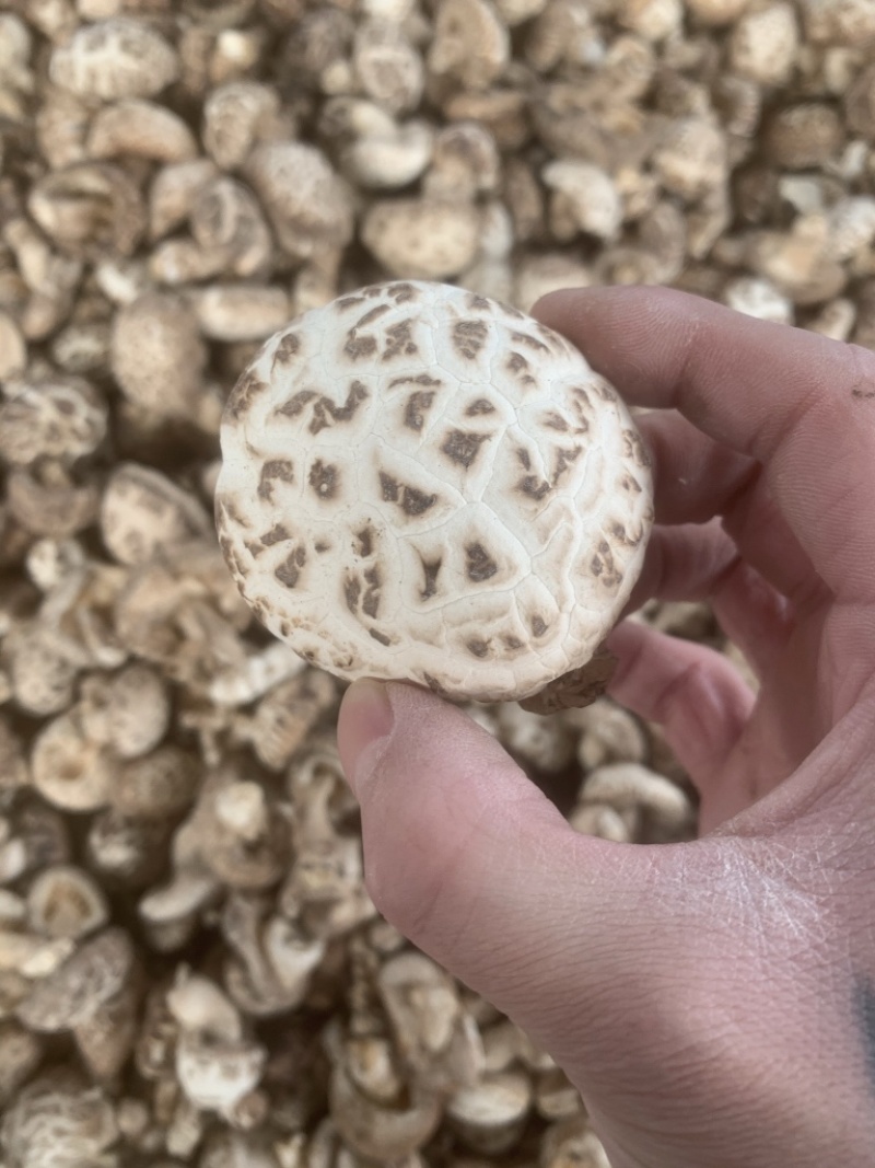 泌阳花菇带腿白花菇，原产地发货，量大从优