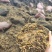 种植草炭土纯草炭0添加有机蔬果鑫立里