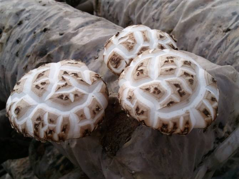 泌阳花菇带腿白花菇，原产地发货，量大从优