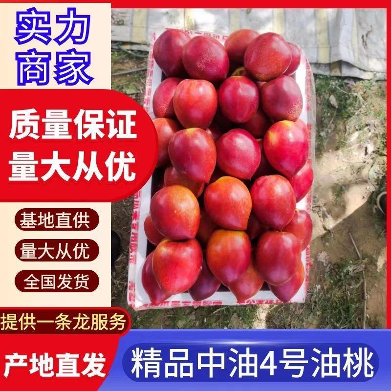 精品中油4号油桃，中油5号油桃陆地油桃，大量供应电商