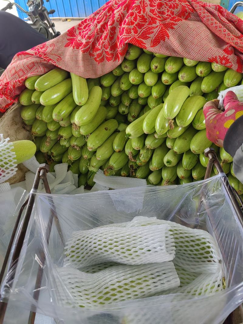 大量西葫芦精品，欢迎老板采购！
