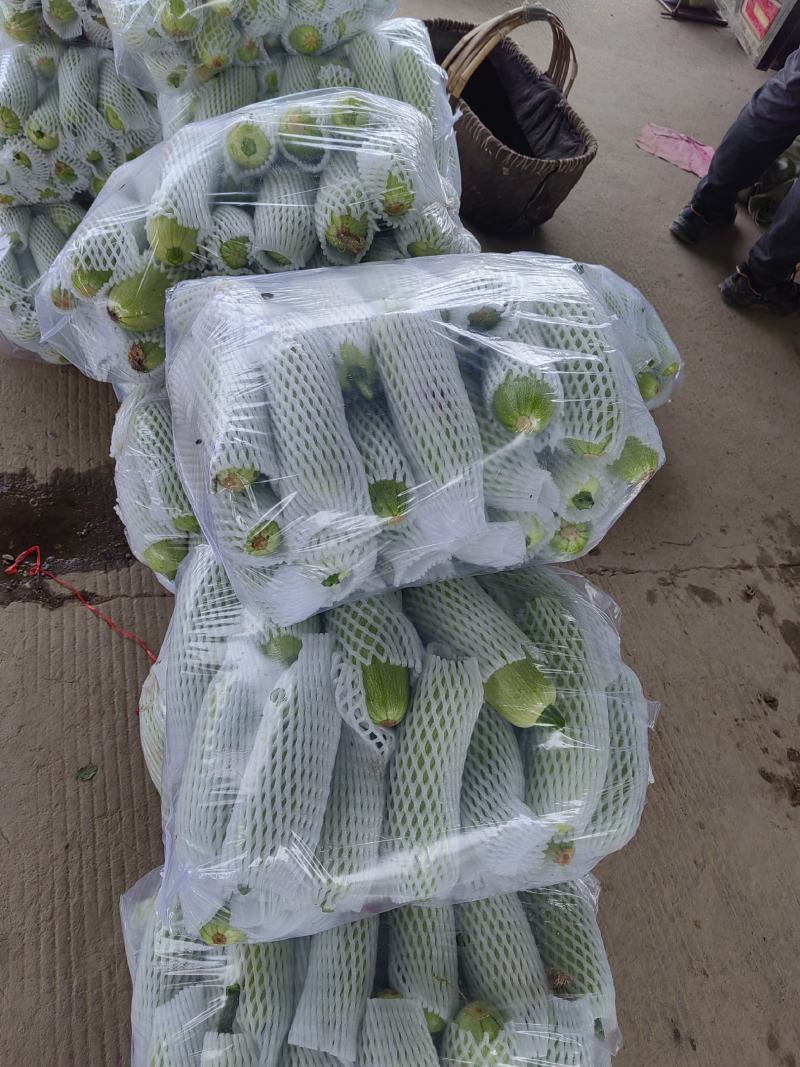 大量西葫芦精品，欢迎老板采购！