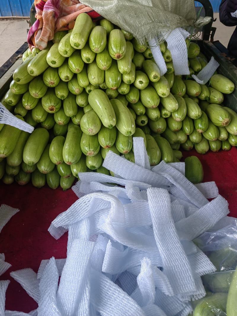 大量西葫芦精品，欢迎老板采购！