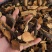 中药材铁包金小叶铁包金新货货源充足批发零售