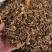 三月泡茅莓根货源充足，保证质量10公斤以上更优