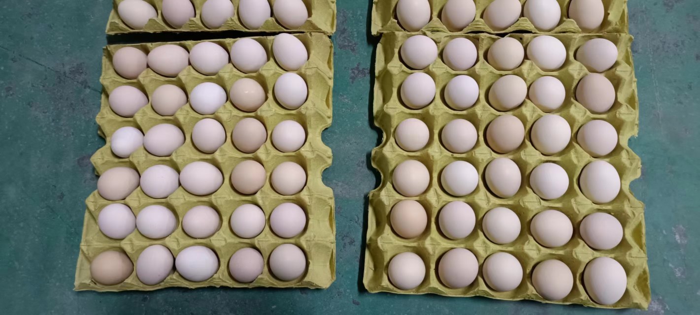 鸡蛋与绿色蔬菜搭配的健康餐盘,展现均衡饮食理念 鸡蛋与蔬菜搭配图