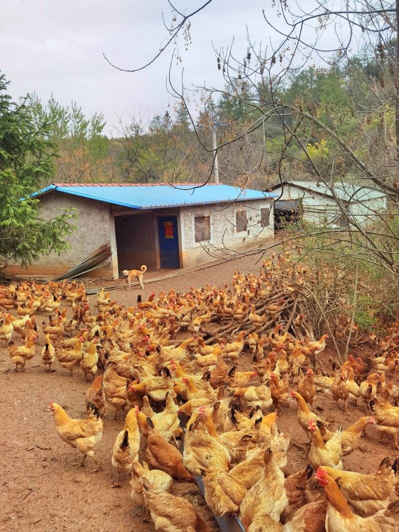 湖北山林散养虫草土鸡蛋，15个一斤，玉米虫草喂养，***