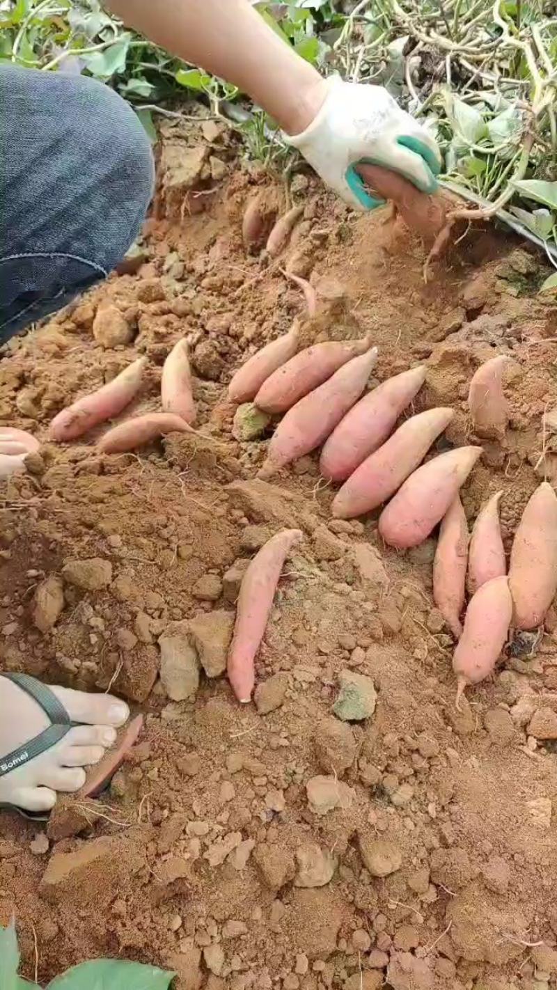 西瓜红二级市场货品质保证欢迎来电洽谈价格更优惠