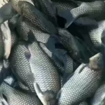 渔场直销鲫鱼,鳊鱼,花鲢,草鱼,各种垂钓用成品鱼和鱼苗,