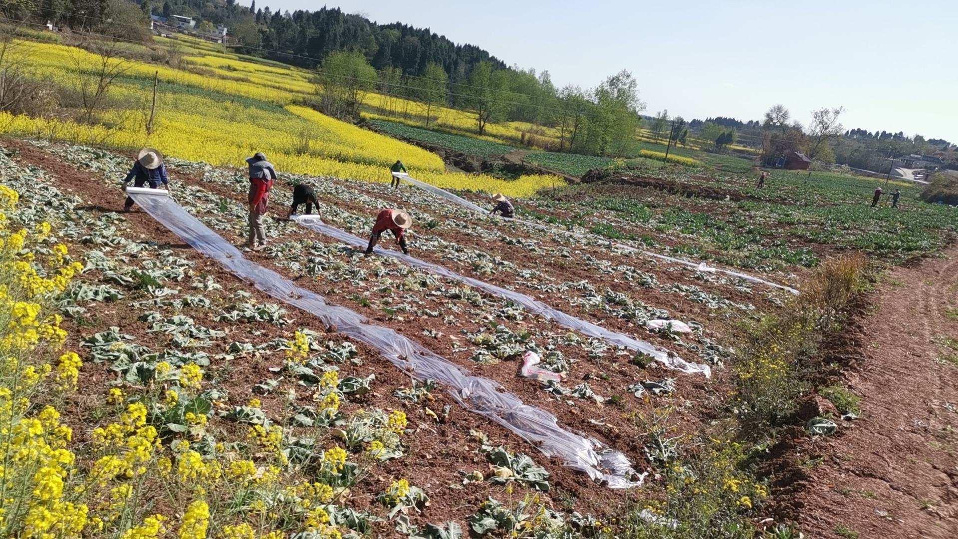 蜜本南瓜种植基地航拍图