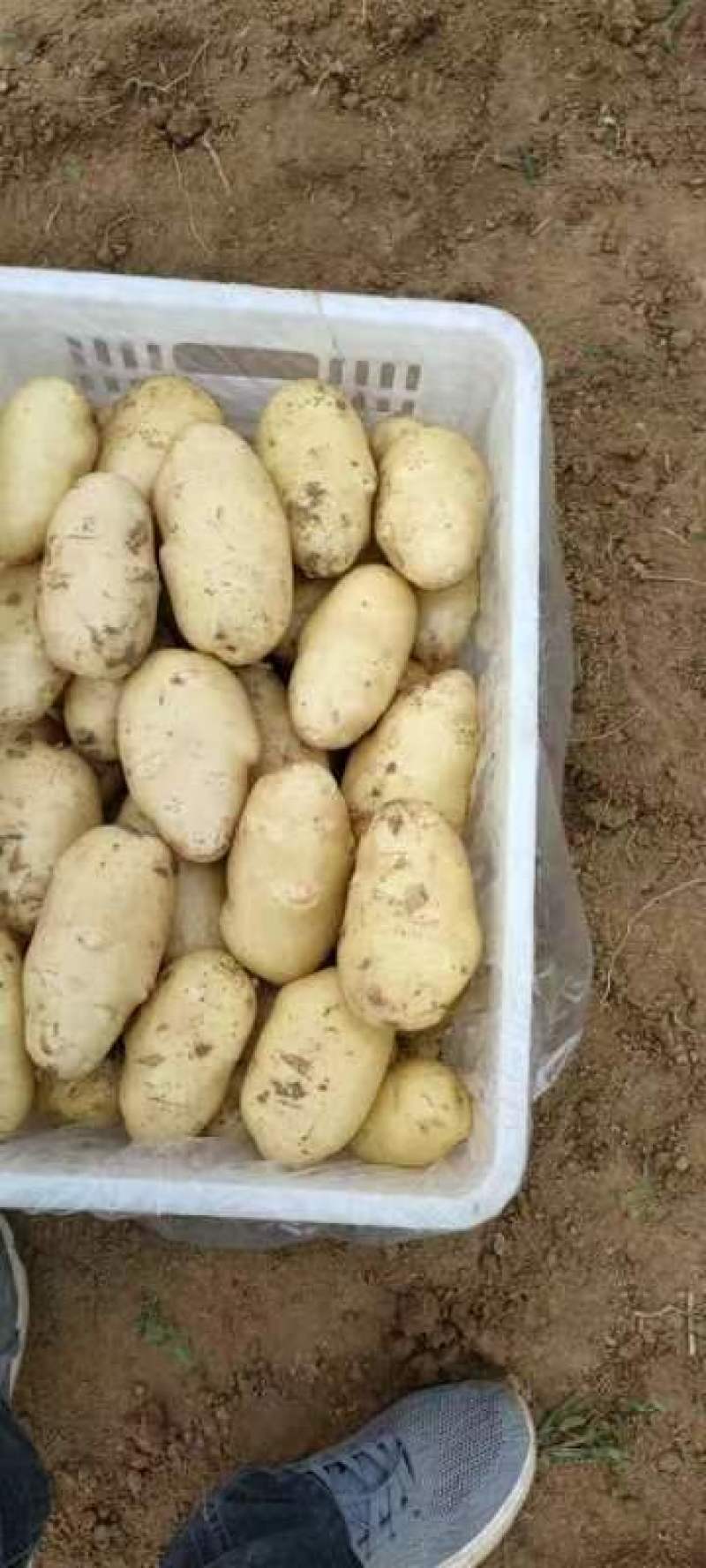 新鲜大棚土豆上市好颜色亮黄皮黄心薯型好，