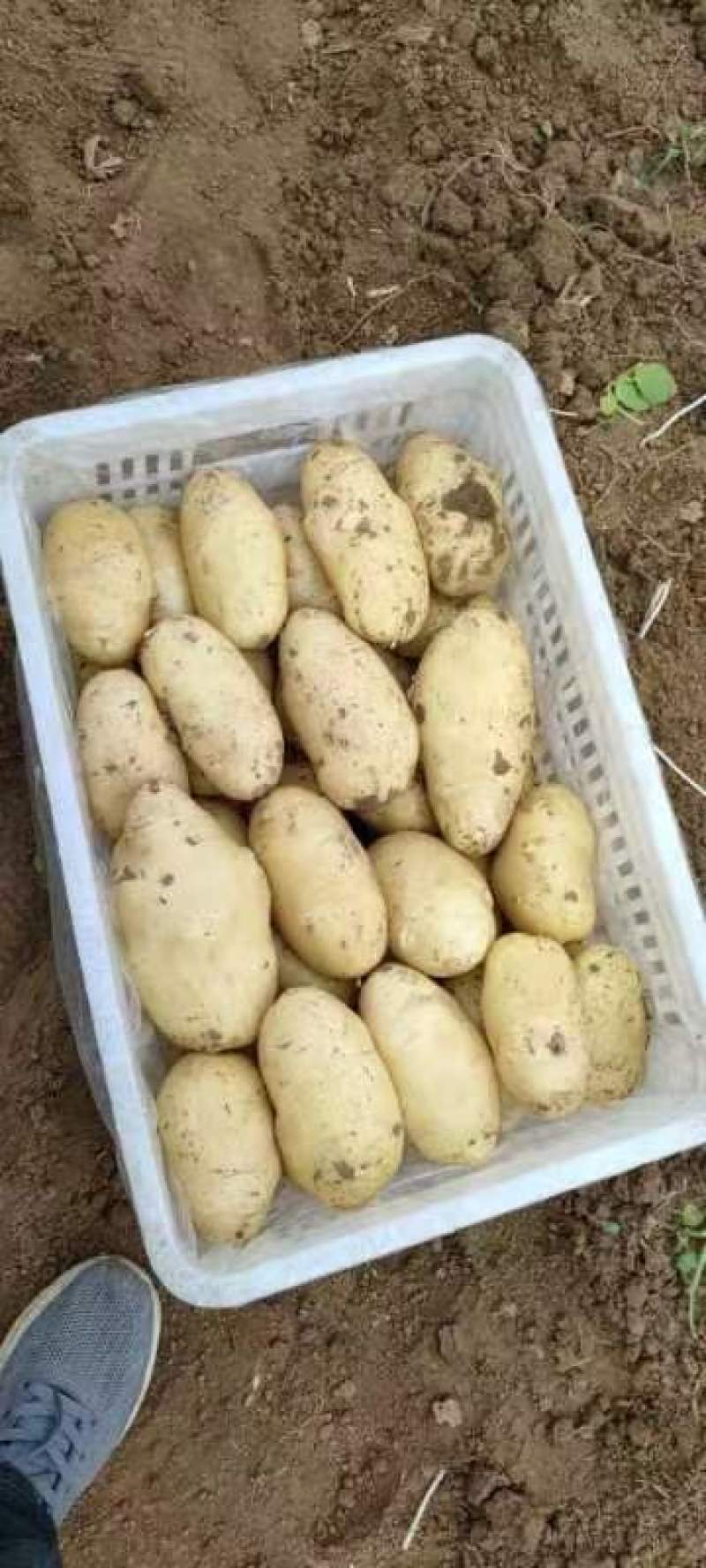 新鲜大棚土豆上市好颜色亮黄皮黄心薯型好，