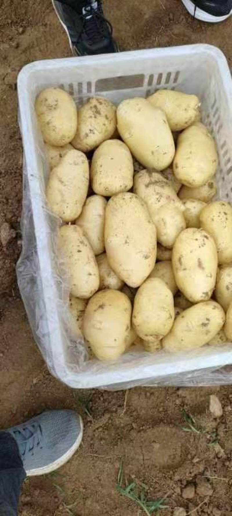 新鲜大棚土豆上市好颜色亮黄皮黄心薯型好，