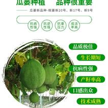 天柱山高产新品种29瓜蒌苗包技术和回收签合同