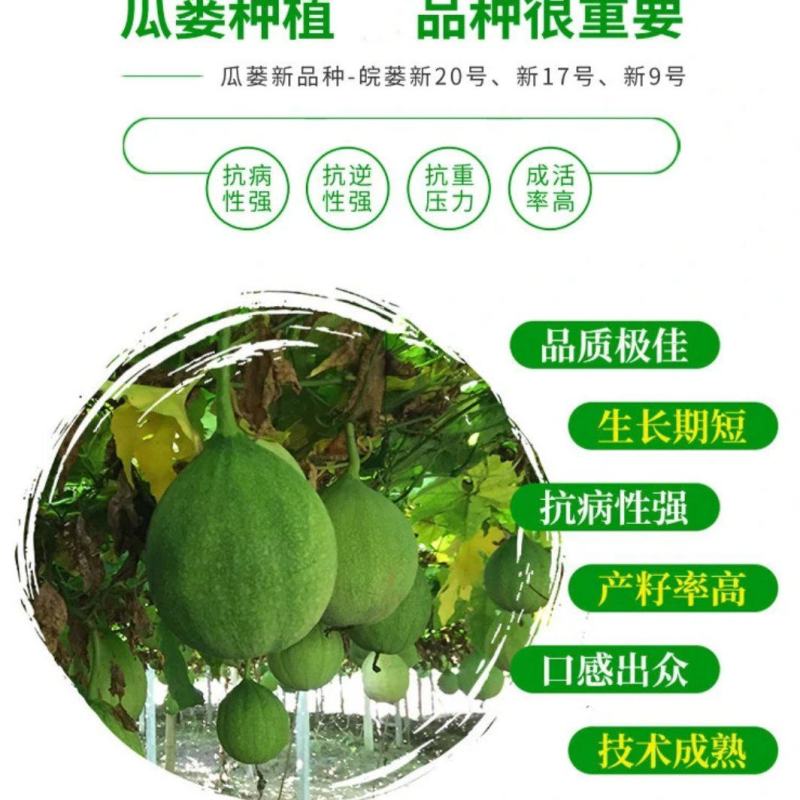 潜山瓜蒌高产新品种29瓜蒌苗包技术和回收签合同