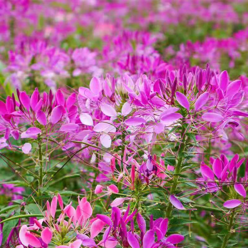 醉蝶花种子，观赏四季春播耐热盆栽粉色易种花期长多年生花卉