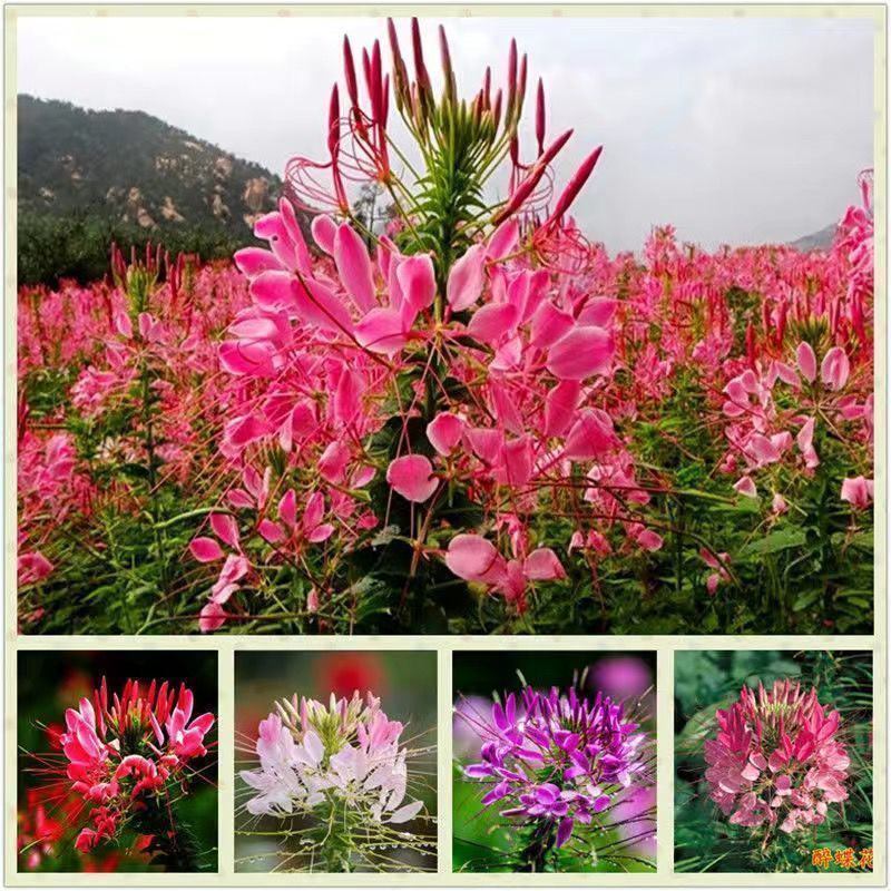 醉蝶花种子，观赏四季春播耐热盆栽粉色易种花期长多年生花卉