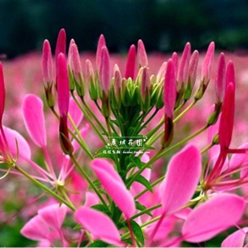 醉蝶花种子，观赏四季春播耐热盆栽粉色易种花期长多年生花卉