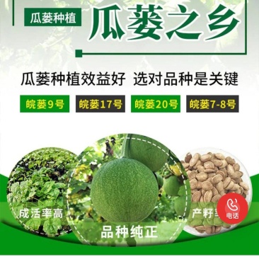 中国瓜蒌之乡签合同瓜蒌苗亩产300到500斤包技术包回收