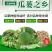 中国瓜蒌之乡签合同瓜蒌苗亩产300到500斤包技术包回收