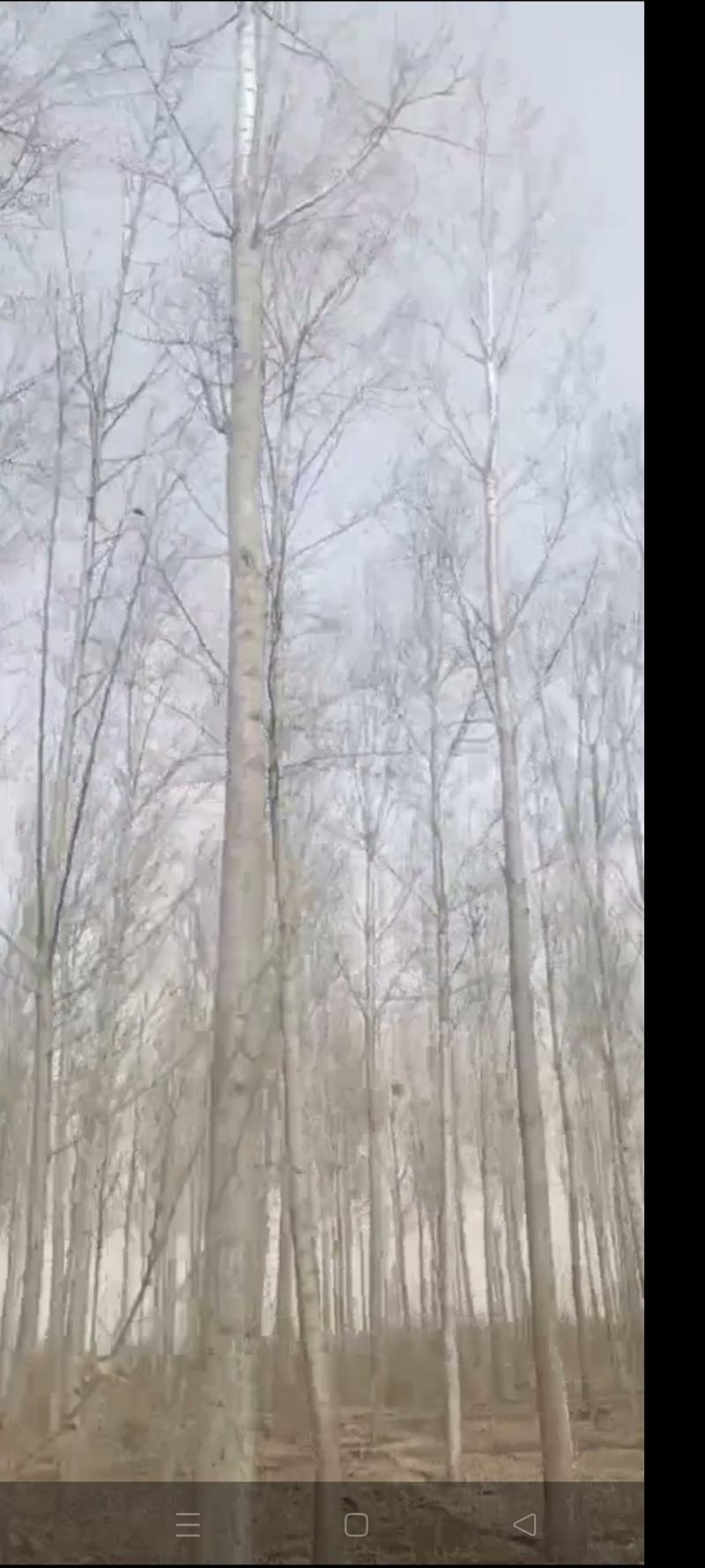 常年出售杨树原木