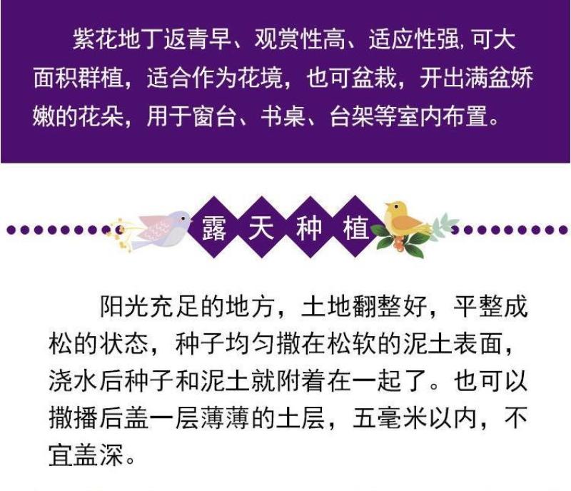 紫花地丁种子离头草箭头草种子野菜种子