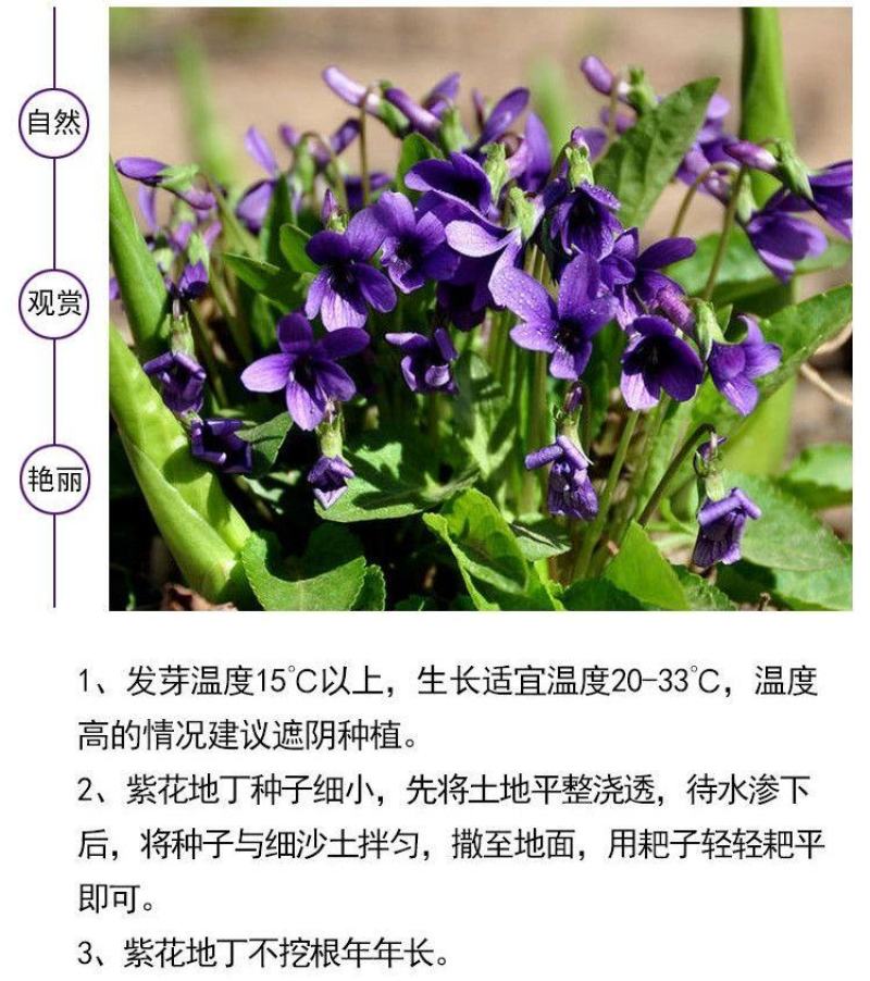 紫花地丁种子离头草箭头草种子野菜种子