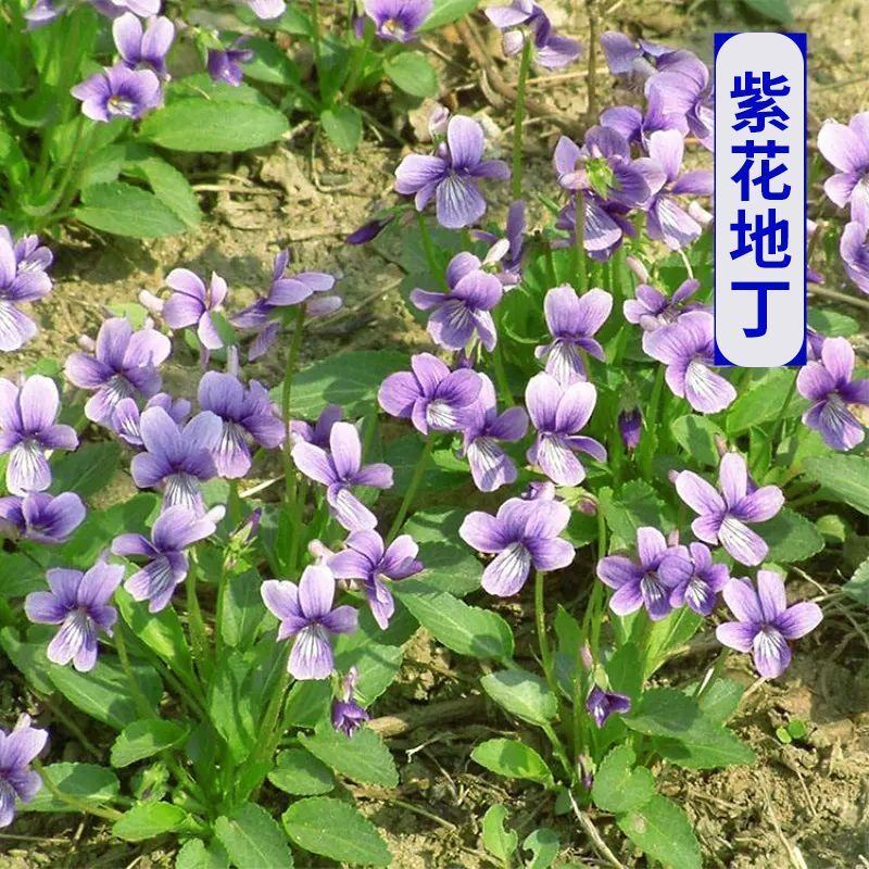 紫花地丁种子离头草箭头草种子野菜种子