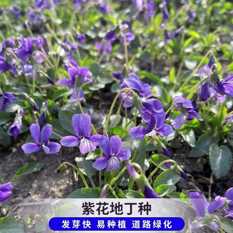 紫花地丁种子离头草箭头草种子野菜种子