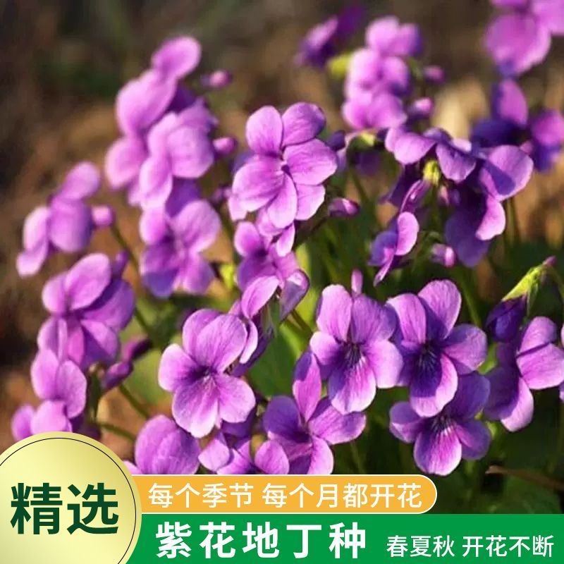 紫花地丁种子离头草箭头草种子野菜种子