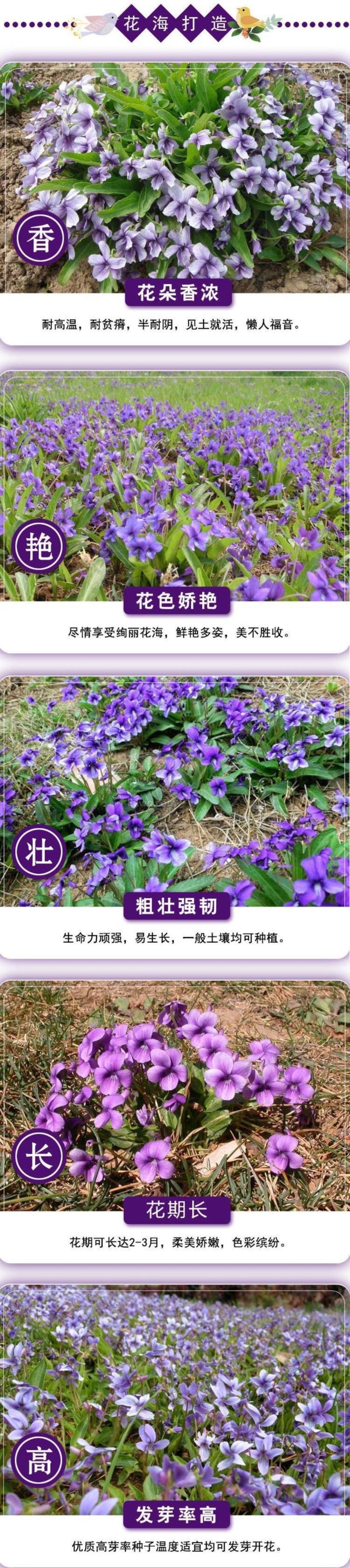 紫花地丁种子离头草箭头草种子野菜种子