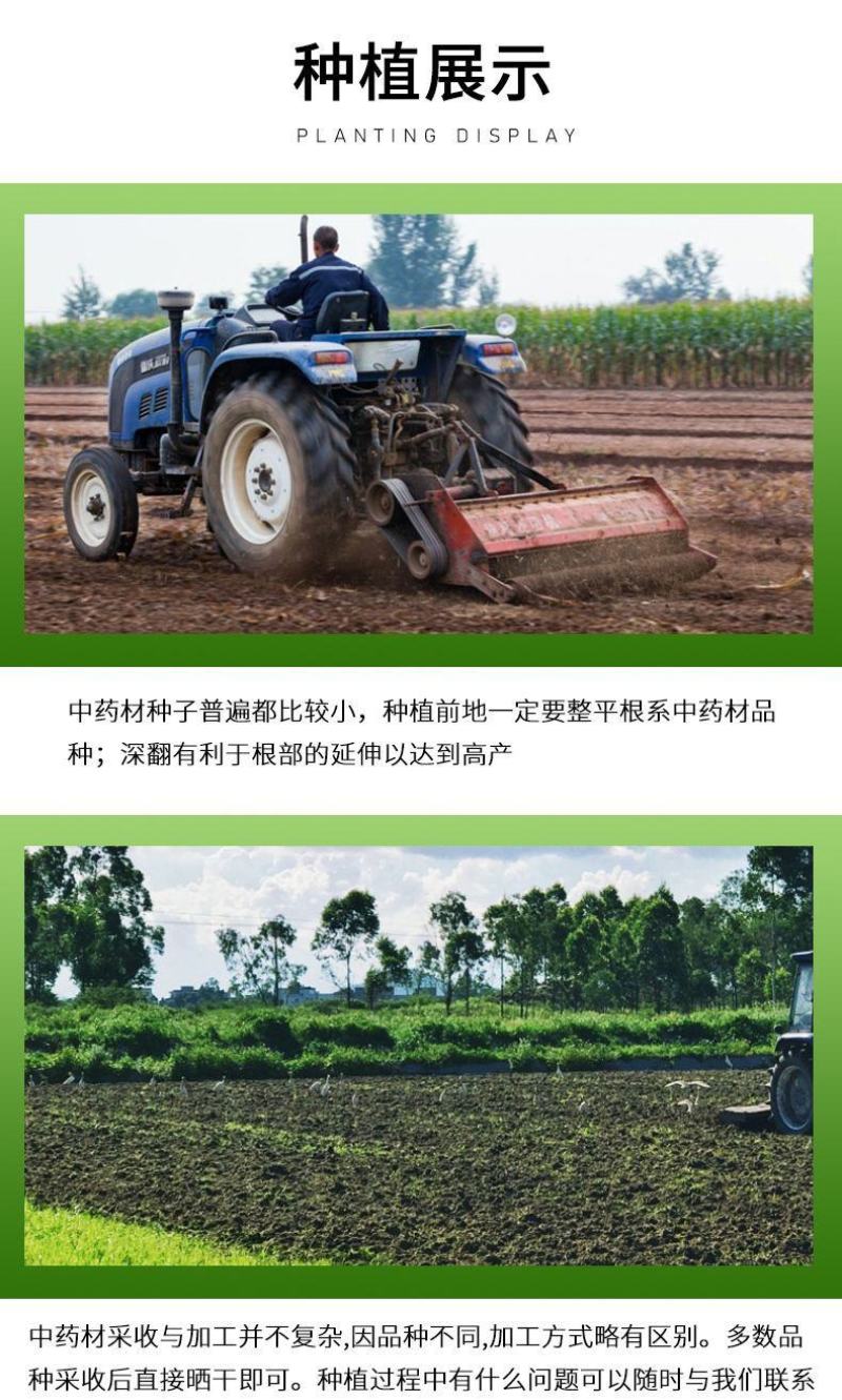 紫花地丁种子离头草箭头草种子野菜种子