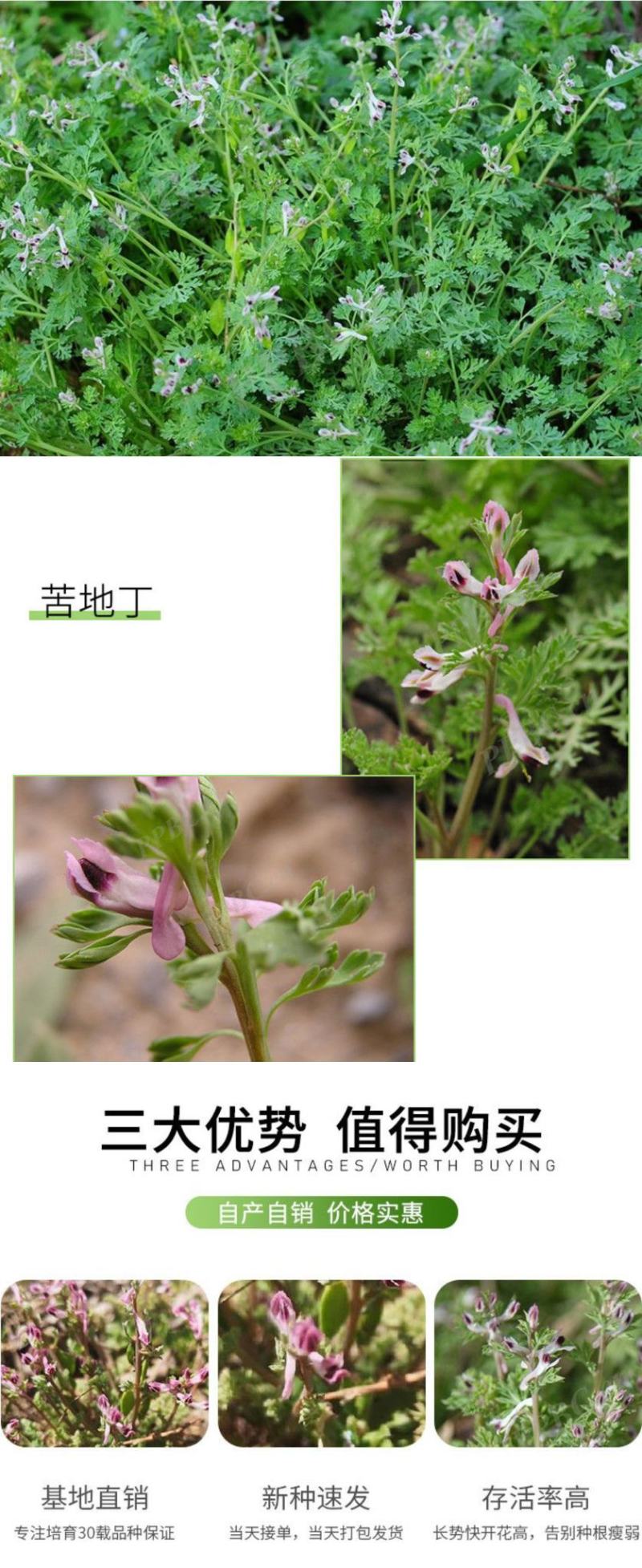 紫花地丁种子离头草箭头草种子野菜种子