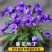 紫花地丁种子离头草箭头草种子野菜种子